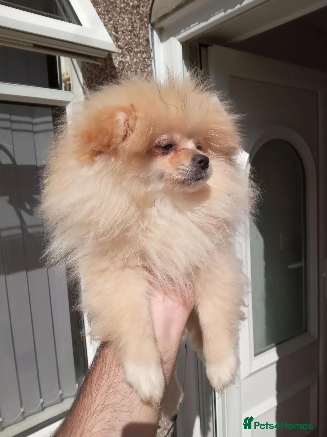 Pomeranian dogs for sale: Pomeranian puppies  - Advert 2