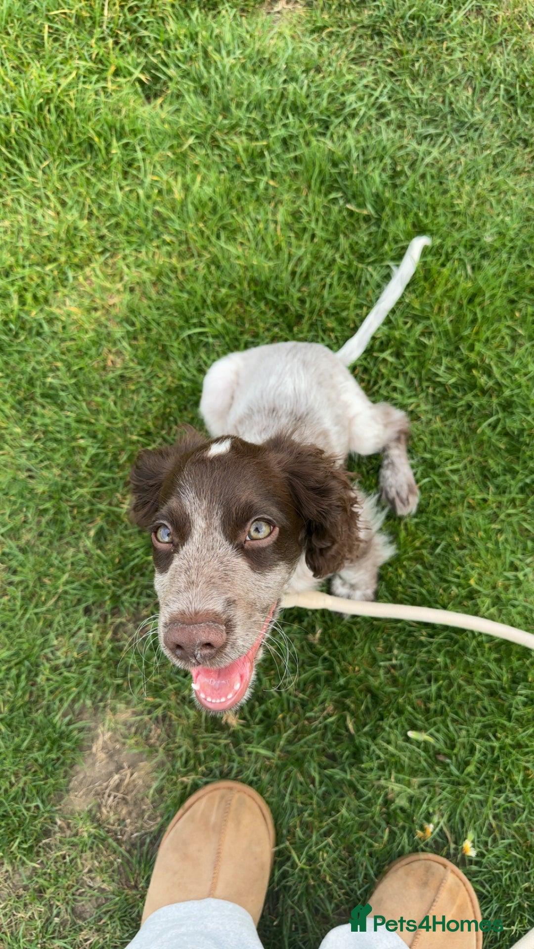 Cocker Spaniel dogs for sale: Sadly having to re-home my 5 month old puppy - Advert 15
