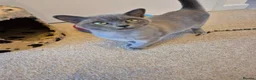 Burmese cats for sale: Gorgeous Pedigree Blue Female Burmese Kitten - Advert 8