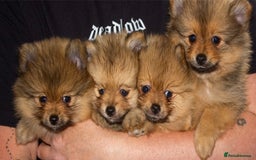 Pomeranian dogs for sale: Beautiful pomeranian pups in Houghton le Spring - Image 23