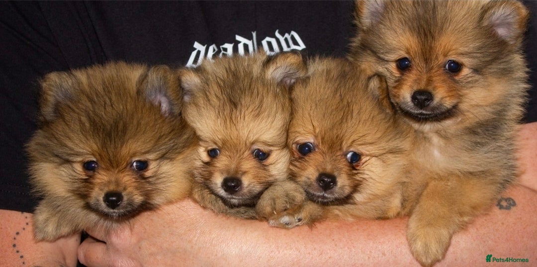 Pomeranian dogs for sale: Beautiful pomeranian pups in Houghton le Spring - Image 23
