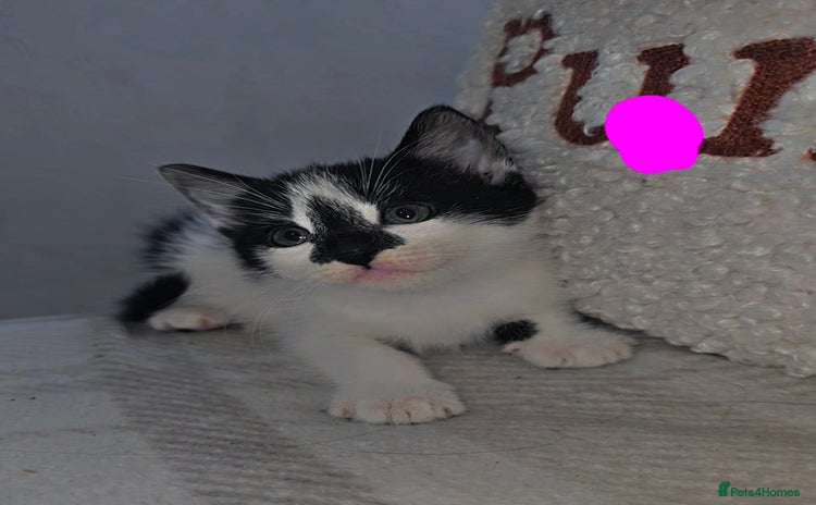 Mixed Breed cats - Advert 1