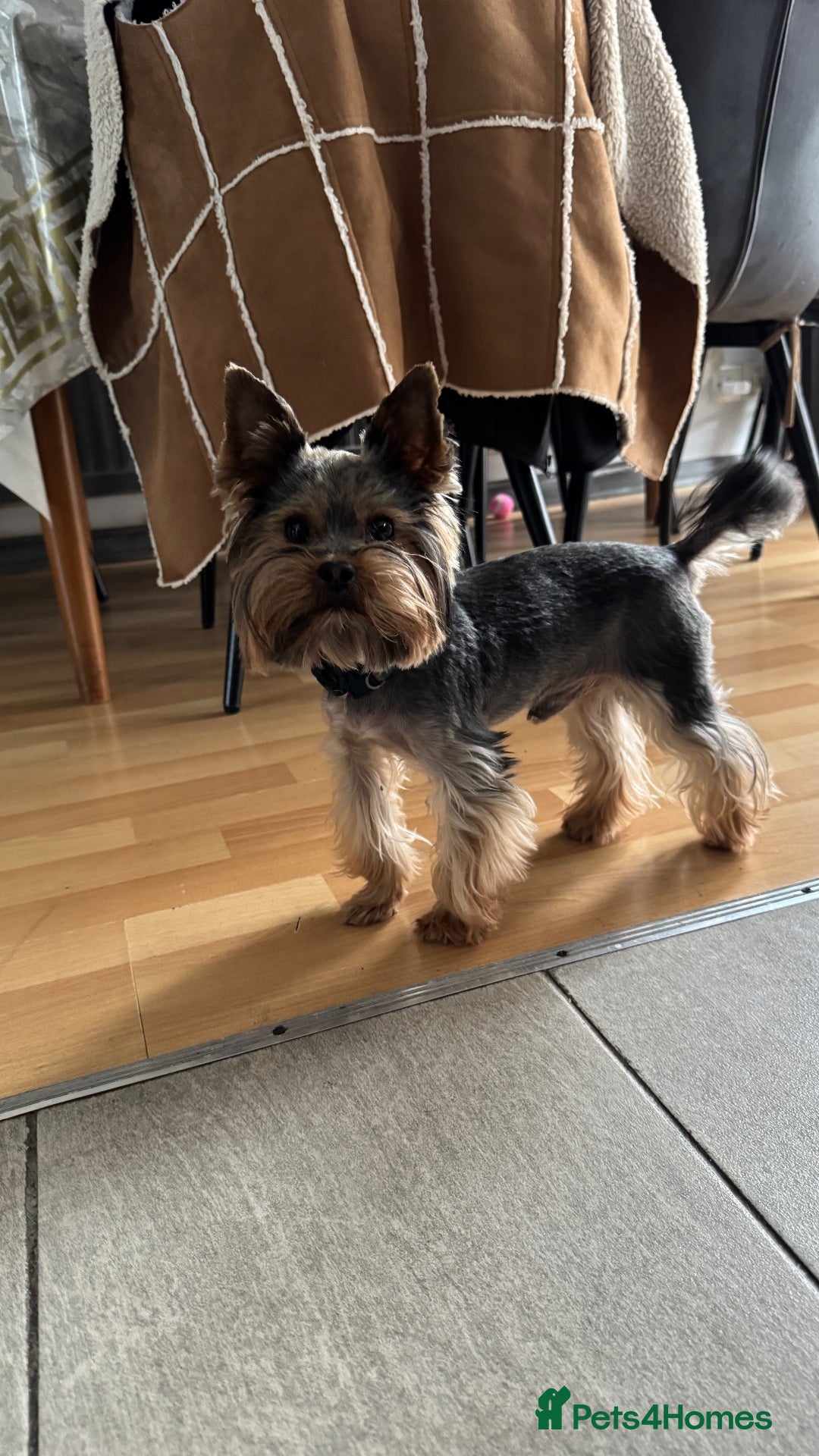 Yorkshire Terrier dogs Rocky - Advert 2