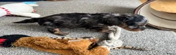 Doxiepoo dogs for sale: Stunning dachshund/poodle pups - Advert 26