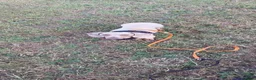 Miniature Dachshund dogs for sale: KC Miniature Dachshund Puppies | Champion Lines 🐾 - Advert 1
