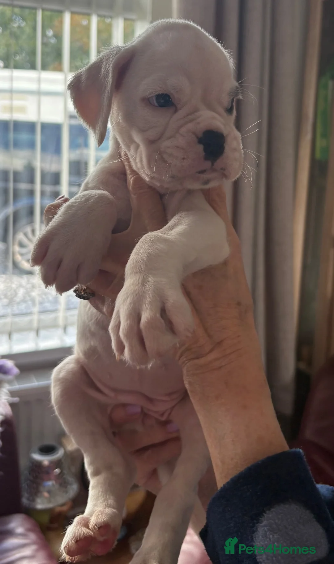 Boxer dogs for sale: Boxer Pups for sale. 5 STAR Council Licence - Advert 1