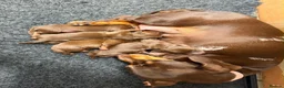 Miniature Dachshund dogs for sale: Miniature dachshund puppies in Perth - Advert 16