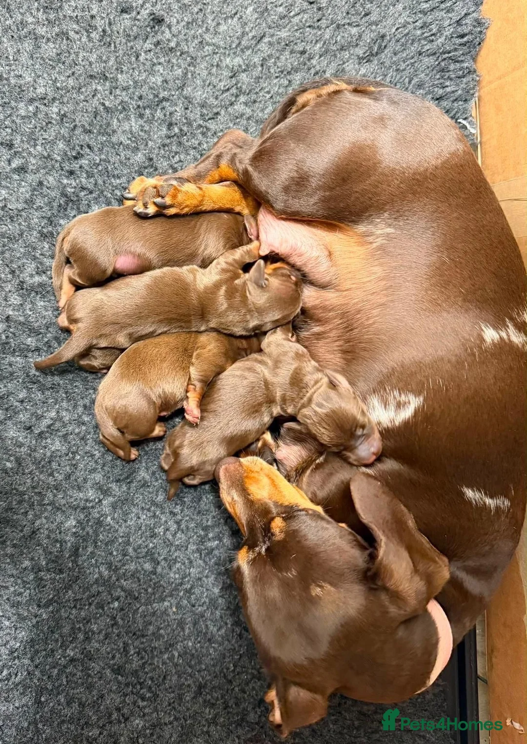 Miniature Dachshund dogs for sale: Miniature dachshund puppies in Perth - Advert 16