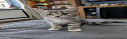 Mixed Breed cats for sale: 3 beautiful adorable kittens  in Bicester - Advert 11