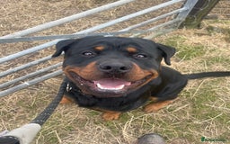 Rottweiler dogs for sale: Male Rottweiler 2 years old  - Image 3