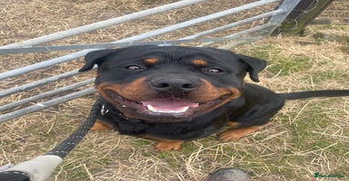 Rottweiler dogs - Advert 7