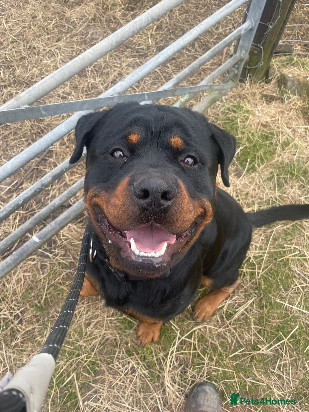 Rottweiler dogs for sale: Male Rottweiler 2 years old  - Image 3