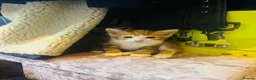 Mixed Breed cats for sale: Beutifull kittens for sale - Advert 13