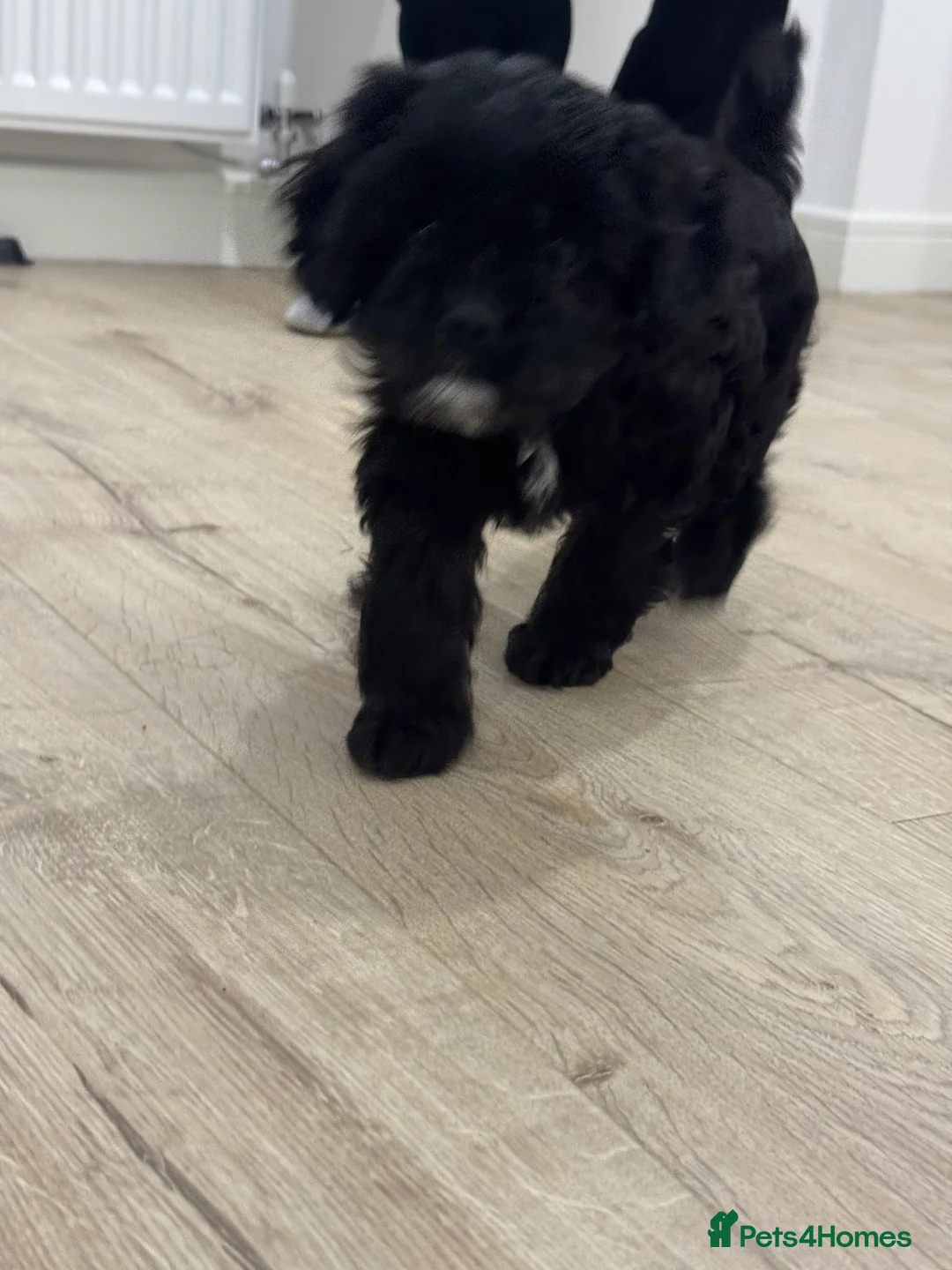 Cavapoo dogs for sale: Cavapoo - Advert 2