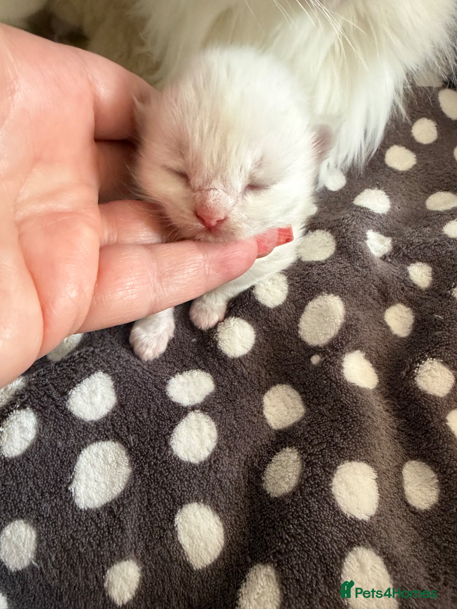 Ragdoll cats GCCF RAGDOLL KITTENS  - Advert 2