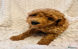 Toy Poodle dogs for sale: 🤎Toy poodles🤎 - Image 5