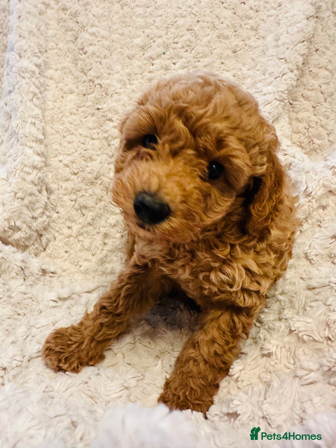 Toy Poodle dogs for sale: 🤎Toy poodles🤎 - Image 5