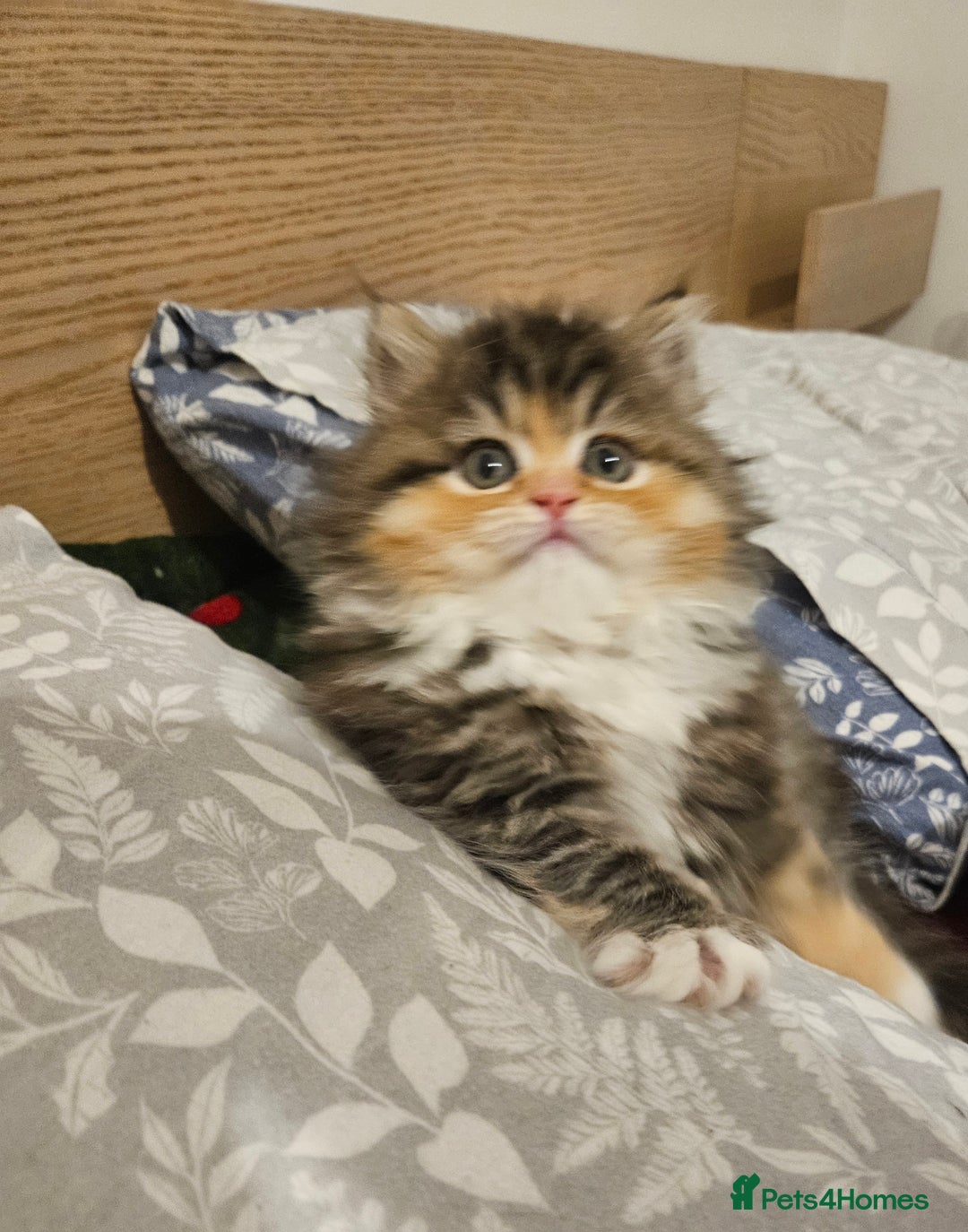 Persian cats for sale: Rare and Stunning Persian Girl  - Advert 11