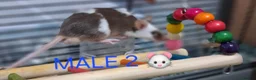 Mouse rodents for sale: MALE & Female FANCY MICE 🐁🐾 - Advert 4