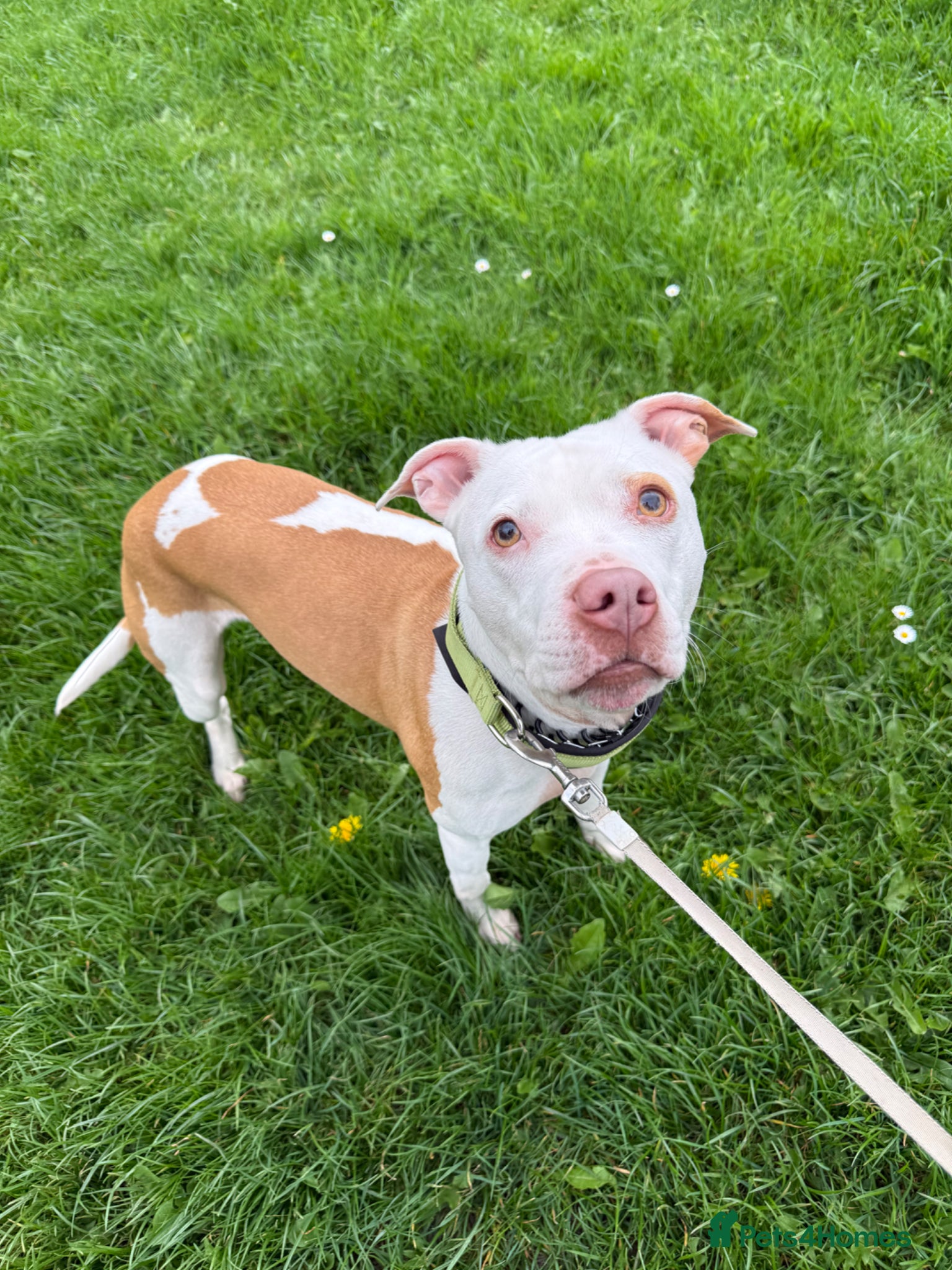 Staffordshire Bull Terrier dogs Beautiful staffy female for adoption! - Advert 1