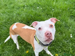 Staffordshire Bull Terrier dogs Beautiful staffy female for adoption! - Advert 1