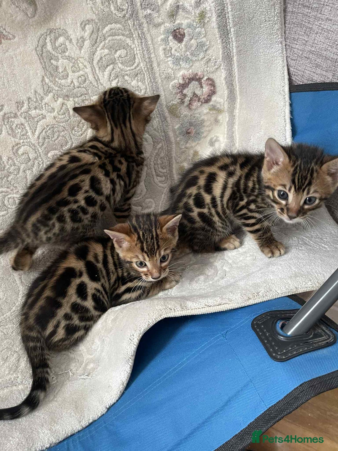 Bengal cats for sale: Bengal  - Image 14