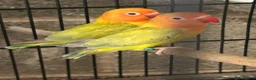 Lovebirds birds for sale: Fallow lovebirds  in Cleckheaton - Advert 10