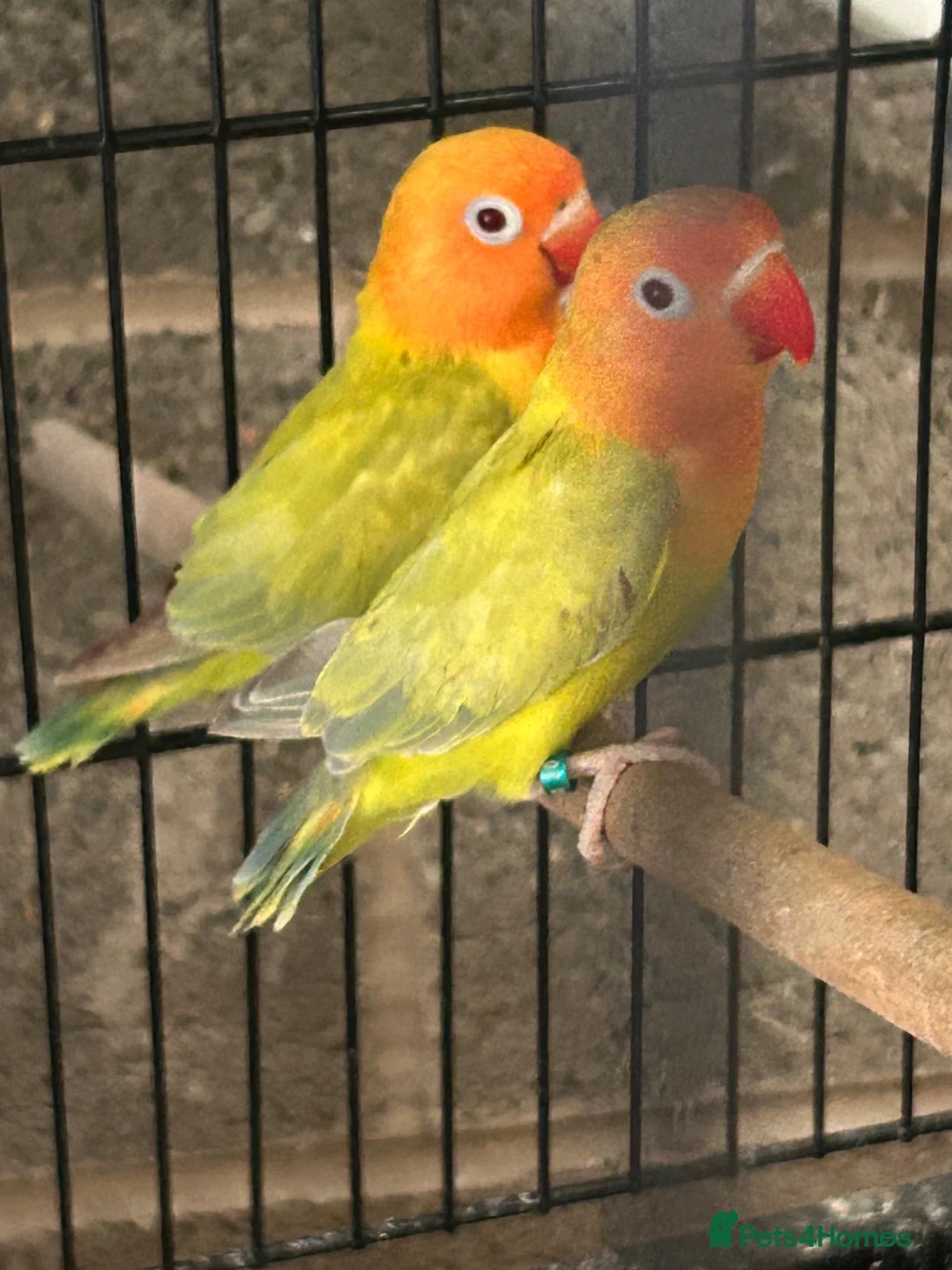 Lovebirds birds for sale: Fallow lovebirds  in Cleckheaton - Advert 10