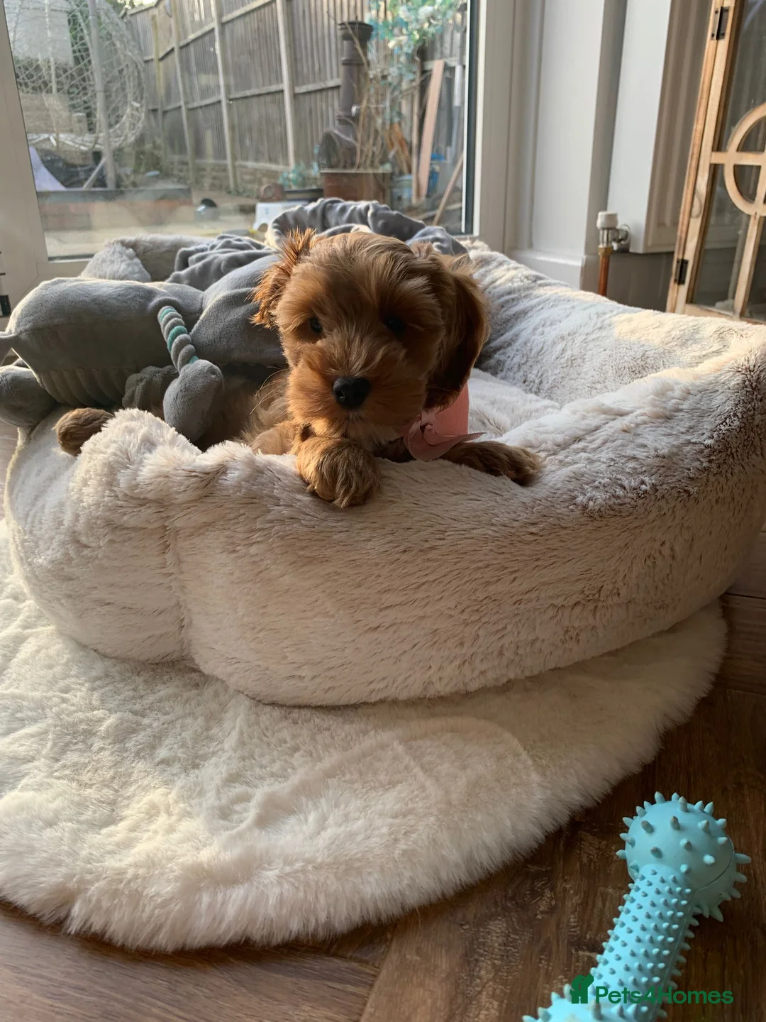 Cockapoo dogs for stud: F1b Red Proven Cockapoo DNA Tested F/F for Stud  in Coventry - Advert 20