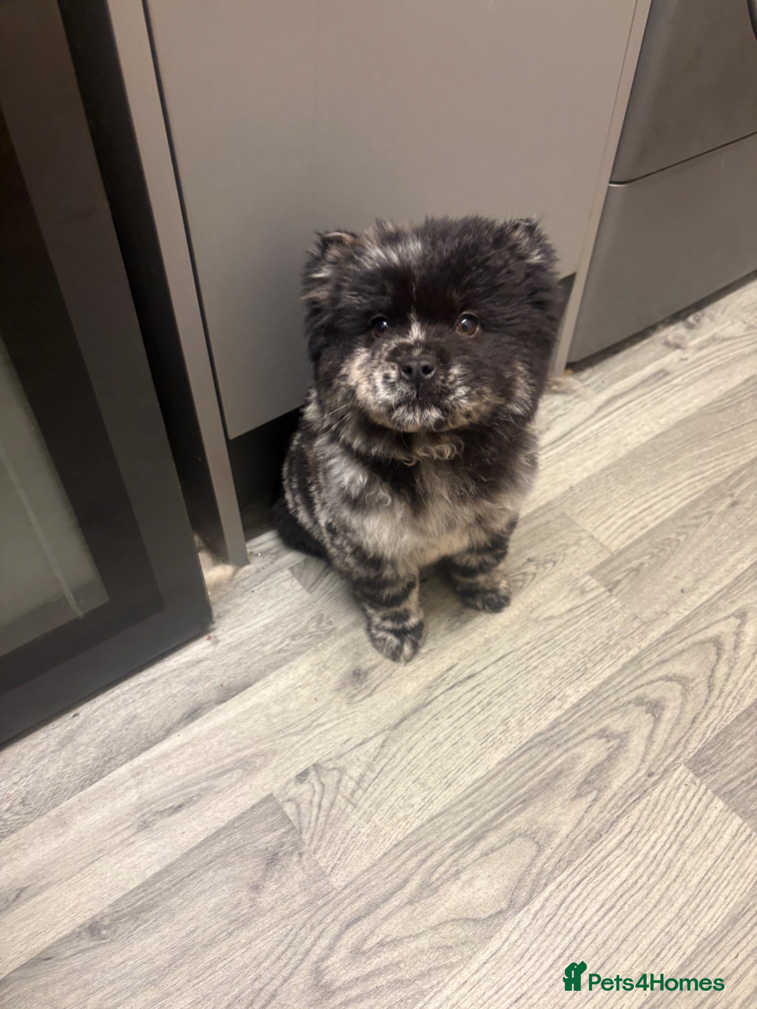 Chow Chow dogs Last black and white Merle DELIVERY AVAILABLE  - Advert 22