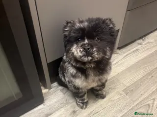 Chow Chow dogs Last black and white Merle DELIVERY AVAILABLE - Advert 22