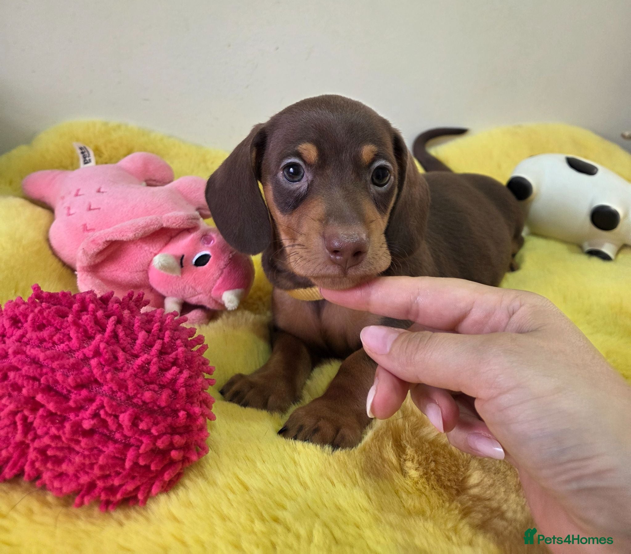 Miniature Dachshund dogs Miniature Dachshund - Advert 14