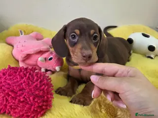 Miniature Dachshund dogs Miniature Dachshund - Advert 14
