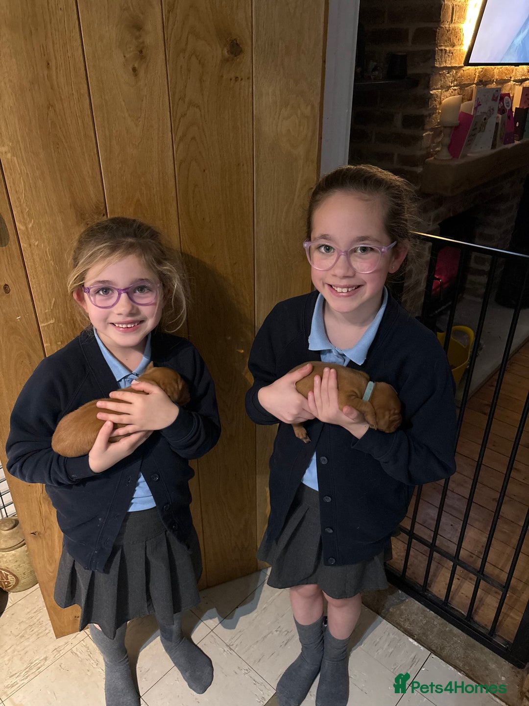 Hungarian Vizsla dogs for sale: Stunning Litter of Hungarian Vizsla Puppies - Advert 5