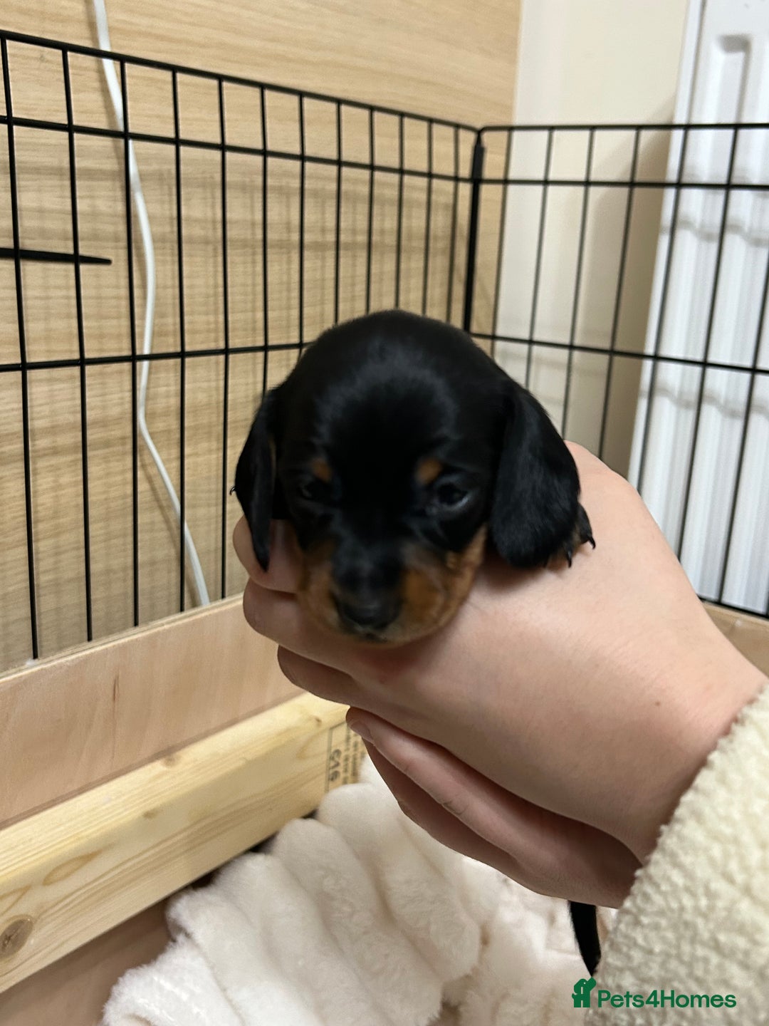 Miniature Dachshund dogs for sale: Miniature Dachshunds Ready 6th Feb  - Advert 19