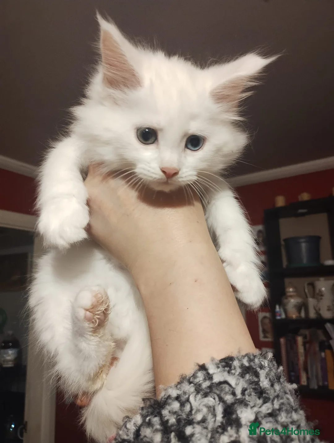 Maine Coon cats for sale: Maine Coon Kittens in Manchester - Advert 2