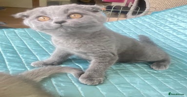 Scottish Fold cats - Advert 4