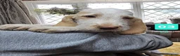 Italian Spinone dogs for sale: Italian Spinone Pups - Advert 7