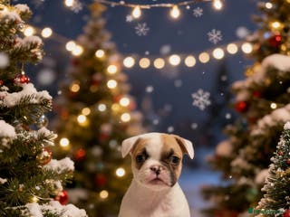 French Bulldog dogs Beautiful French bulldog puppies - Advert 11