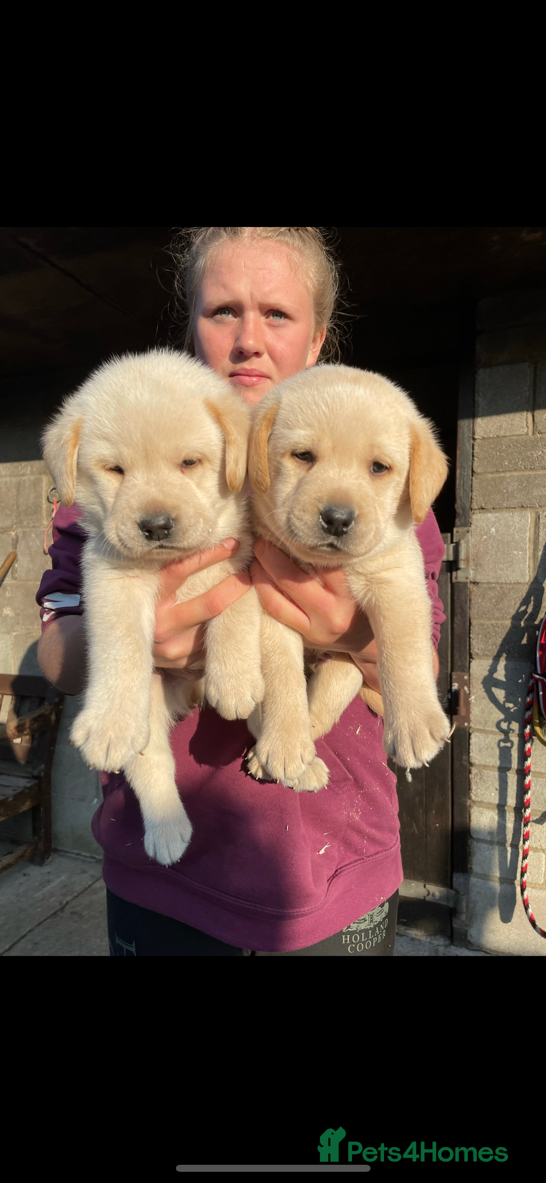 Labrador Retriever dogs for sale: Labrador, puppies, black and white girls available - Image 5
