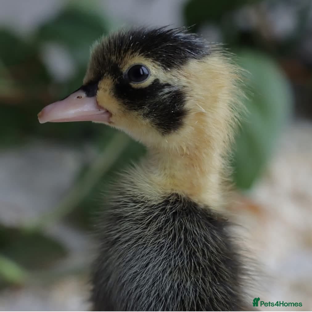 Ducks poultry Gorgeous Variety of Sexed Ducklings  - Advert 1