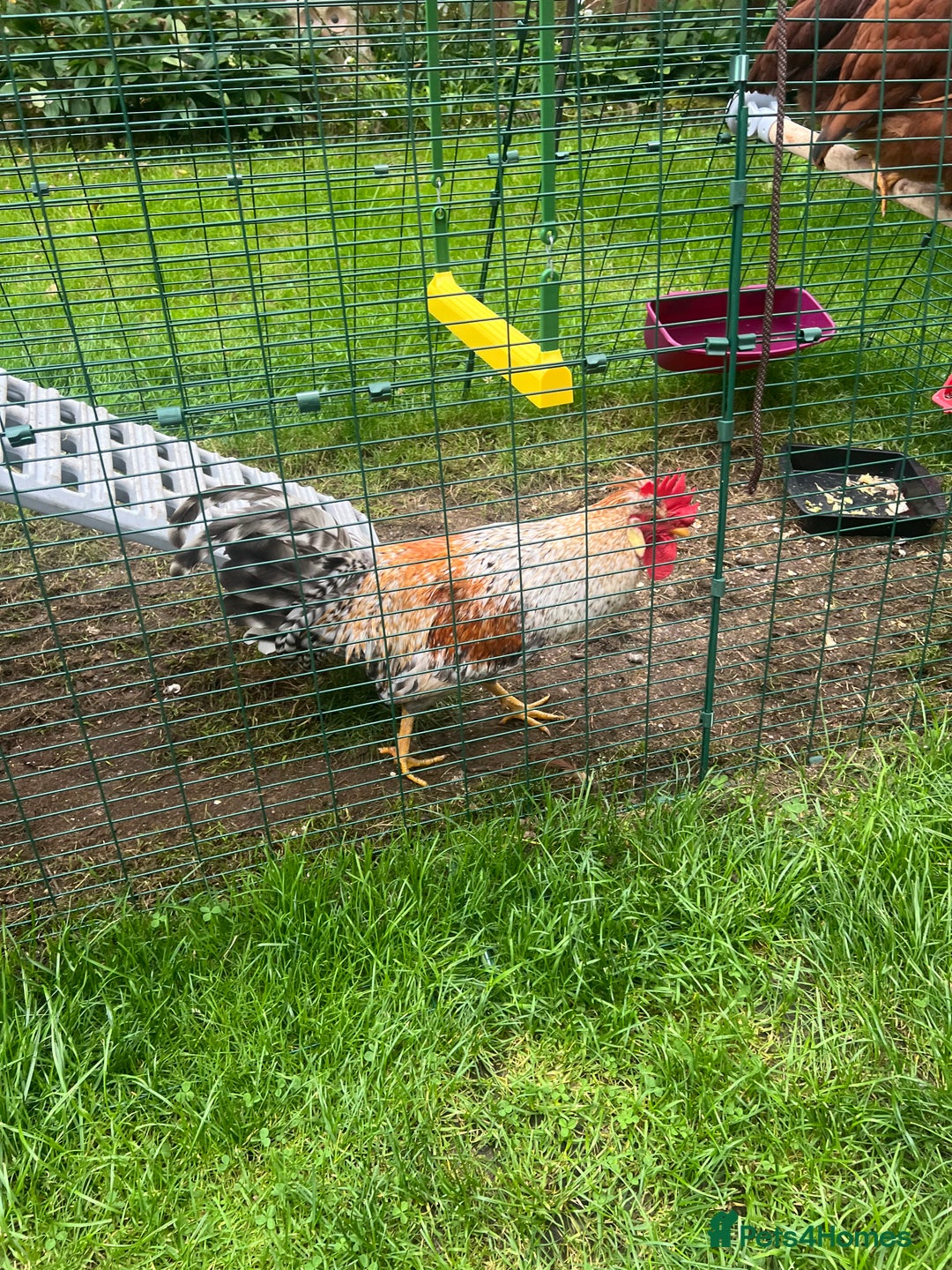Chickens poultry for sale: Sapphire Sunset Cockerel  - Image 3