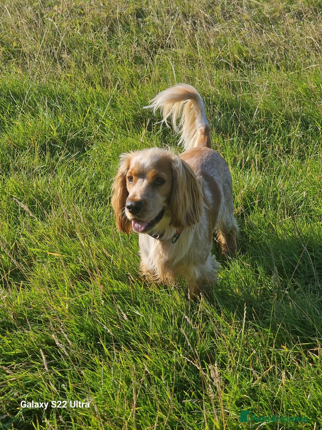 Cocker Spaniel dogs for stud: Stud dog  - Advert 4