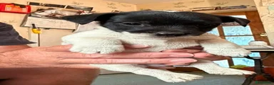 Jack Russell 2