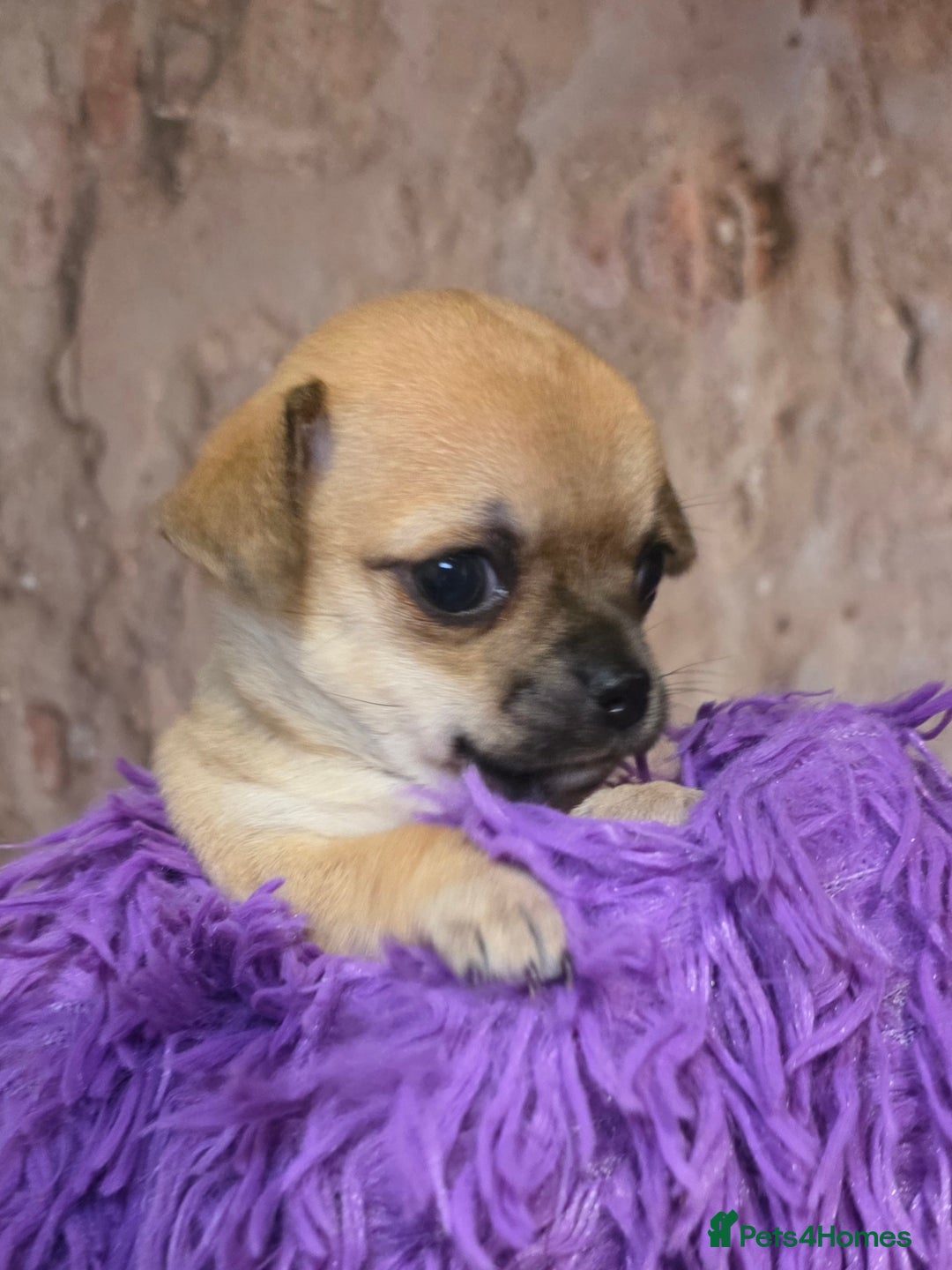 Chihuahua dogs for sale: CHIHUAHUA PUPPY  - Advert 12