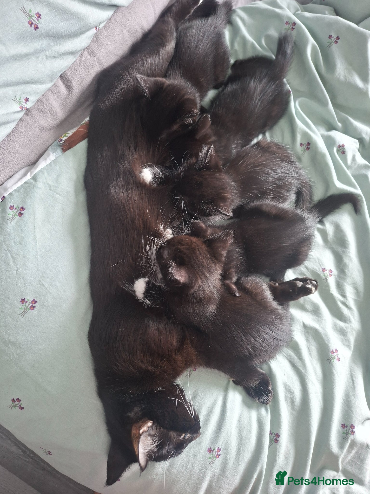 Mixed Breed cats Beautiful friendly Kittens - Advert 17