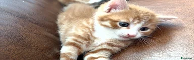 Mixed Breed 1