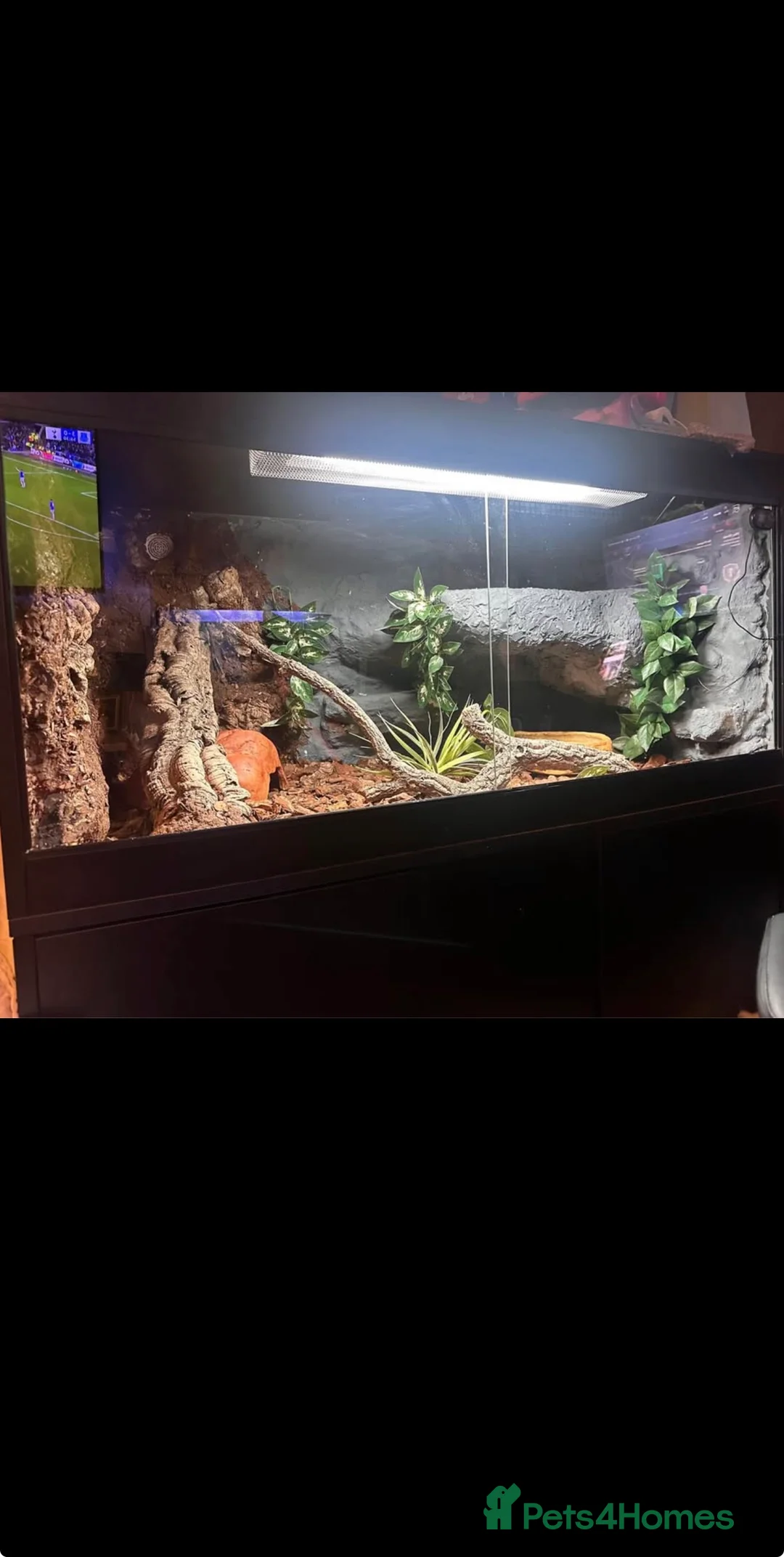 Snake reptiles for sale: Vanilla bull python  in Ashford - Advert 1