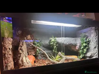 Snake reptiles Vanilla bull python - Advert 2