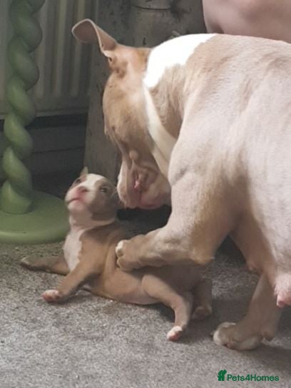 American Bully dogs American pocket bully puppies - Advert 17
